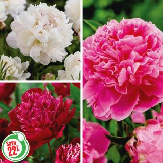 Peony Collection Thumbnail